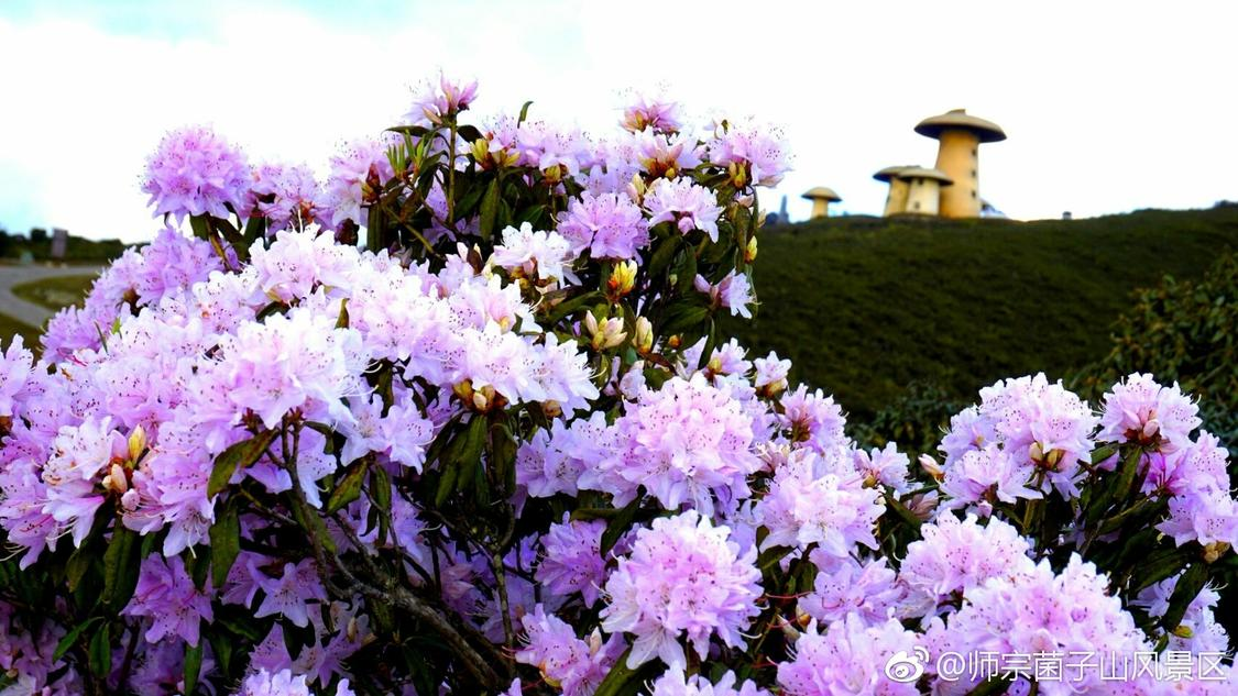 海男爆料张凯毅